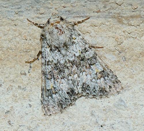 Hecatera dysodea